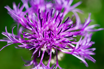purple flower, purple thistle