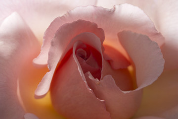 pink rose