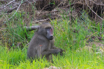 baboon monkey sitting in the grass, wounds and scratches on the face from a fight (wounded), bleeding. 