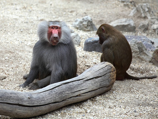 Two hamadryas baboons