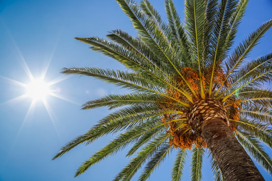 Date palm and sun in sky, view of the palm tree from the bottom up. Glare from the sun, real photo.