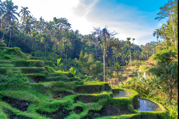Rice Terraces, Bali. Indonesia. Green cascade rice field plantation.