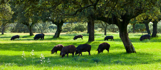 IBERIAN PIG (Sus scrofa domestica), Monfrague National Park, Caceres, Extremadura, Spain, Europe