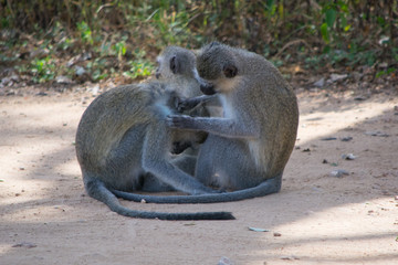 Three vervet monkeys in nature doing flea picking at each other