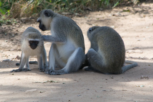 Three vervet monkeys in nature doing flea picking at each other