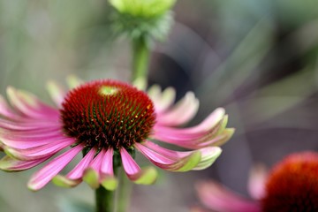 Coneflowers, echinacea, green twister with bokeh in the backgrounds