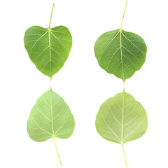 Bai Pho leaves Leaves Frame isolated on white background, for concept Save the World. 