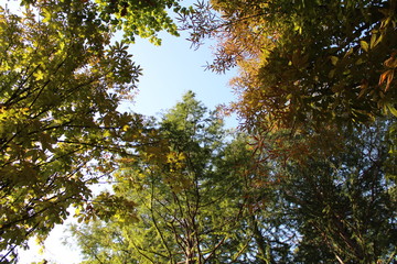 양재시민의 숲 하늘 사진입니다.