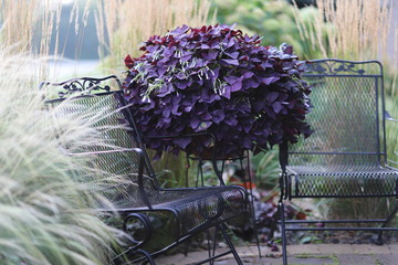 Goth Garden Special: Dramatically dark purple Oxalis triangularis, a stunning focal point for a...