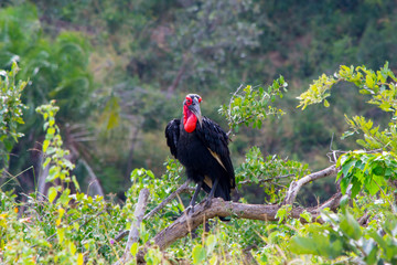 Southern Ground Hornbill (Bucorvus leadbeateri) in nature, found from northern Namibia and Angola...