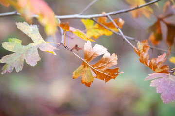 Fototapeta na wymiar last autumn leaves. colorful leaves on the trees.