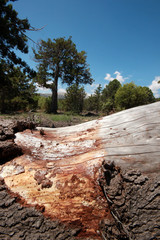 Obraz premium The bark of the pine tree as the background