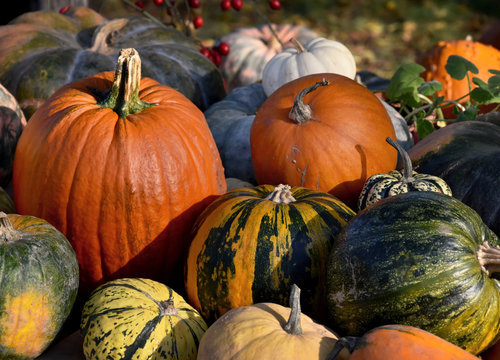 Different kinds of pumpkins stock images. Colorful pumpkins decoration stock images. Pumpkins in the garden. Beautiful autumn decoration with pumpkins. Pile of pumpkins