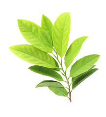 Green Leaves isolated on white background, for concept Save the World. 