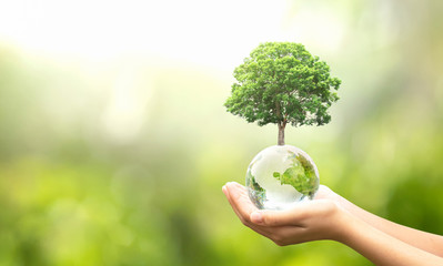 hand holding glass globe ball with tree growing and green nature blur background. eco concept - Powered by Adobe