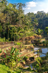 Fototapeta na wymiar Rice Terraces, Bali. Indonesia. Green cascade rice field plantation.