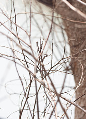 The small twigs were sunburned to dry and dying.