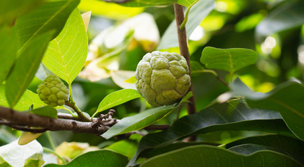 Fototapeta premium Custard apple in the garden begins to grow