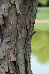 Obraz premium The bark of the tree is white-brown.