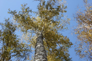 Fototapeta premium Nature