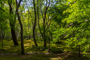 祇王寺　京都嵐山