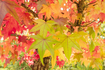 Colorful liquidambar tree autumnal foliage