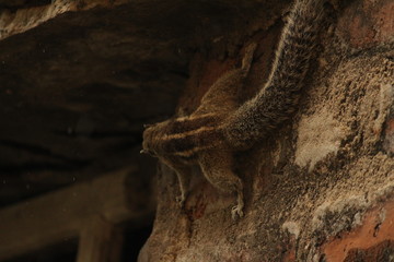 one young squirrel standing or walking or searching or seeing or climbing in the sengal or bricks wall on the unfinished home.