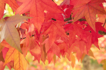Liquidambar tree red autumnal foliage close up