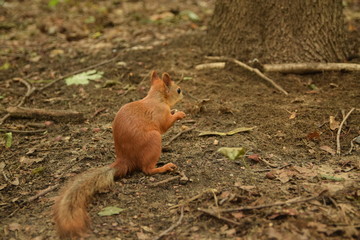 squirrels squirrel