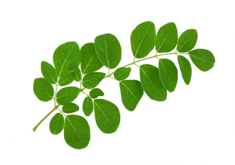 Fototapeta na wymiar Moringa leaf on a white background