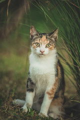 Young colorful cat standing on green grass