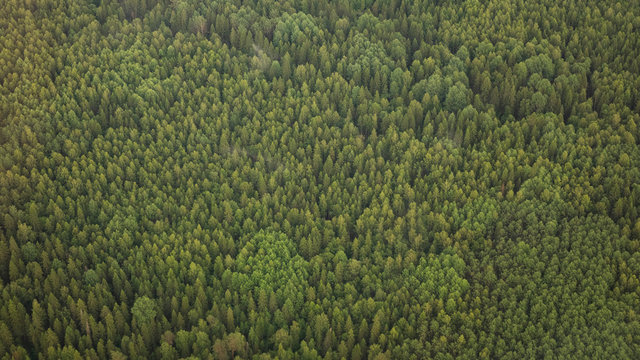 Pine forests from a bird's eye view. © andreysha74