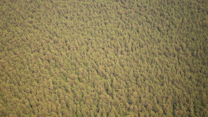 Pine forests from a bird's eye view.