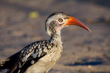Close-up of a Young (juvenile) Southern yellow-billed hornbill, showing beak and neck
