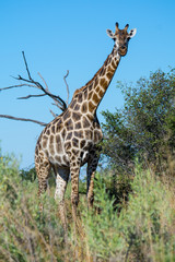 Close-up of giraffe neck and head