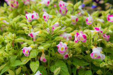 Obraz premium Beautiful purple and white morning glory flowers in the garden.