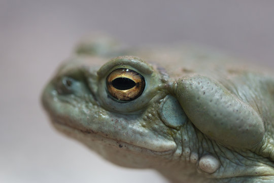 Close-up Side View Colorado River Toad (bufo Alvarius)