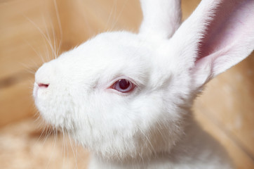 Obraz premium Small white domesticated rabbit closeup. Breeding pets.