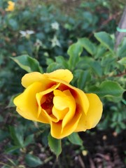 yellow tulips in the garden