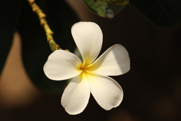 Plakat closeup shot of single White Plumeria Champa fragrant flower on the garden