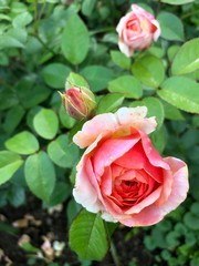 pink rose in garden