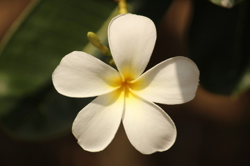 Fototapeta na wymiar closeup shot of single White Plumeria Champa fragrant flower on the garden