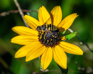 Transverse-banded Flower Fly on a wild flower!