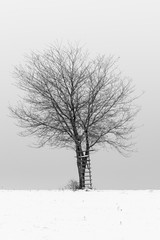 un arbre dans un pré enneigé.  un arbre et une échelle dans un pré l'hiver.