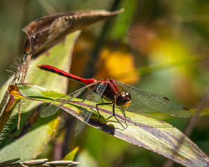 Naklejka premium White-faced Meadowhawk in the Catskill Mountains!