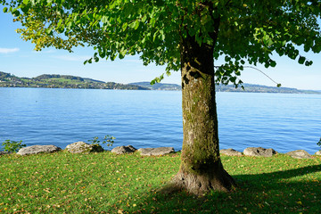 Einzelner Baum am Vierwaldst&auml;ttersee, bei Stansstaad, Nidwalden, Schweiz
