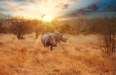 Two Rhinos in late afternoon, Kruger National Park - obrazy, fototapety, plakaty