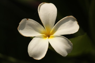 closeup shot of single White Plumeria Champa fragrant flower on the garden