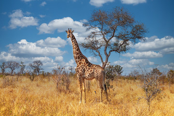 Giraffe in Kruger park South Africa - obrazy, fototapety, plakaty