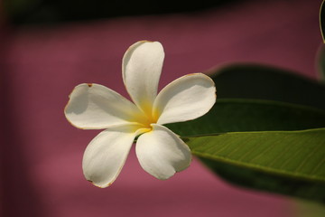 Fototapeta premium closeup shot of single White Plumeria Champa fragrant flower on the garden